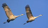 Sandhill Cranes In Flight_73150